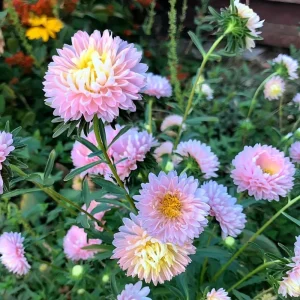 Tower Chamois Aster Seeds - 50 Count - Soft Creamy Blooms, Easy Annual - Image 3