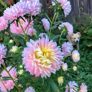 Tower Chamois Aster Seeds - 50 Count - Soft Creamy Blooms, Easy Annual - Image 4