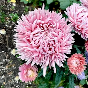 Tower Chamois Aster Seeds - 50 Count - Soft Creamy Blooms, Easy Annual - Image 5