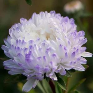 Tower Silver Aster Seeds - Peony-Type Frosted White & Lavender Flowers - 50 Seeds - Image 2
