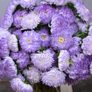Tower Silver Aster Seeds - Peony-Type Frosted White & Lavender Flowers - 50 Seeds - Image 3