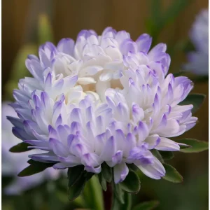 Tower Silver Aster Seeds - Peony-Type Frosted White & Lavender Flowers - 50 Seeds - Image 4
