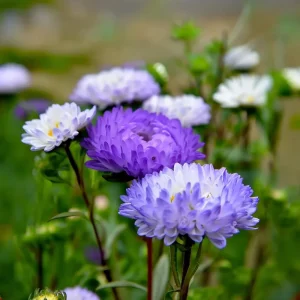 Tower Silver Aster Seeds - Peony-Type Frosted White & Lavender Flowers - 50 Seeds - Image 5
