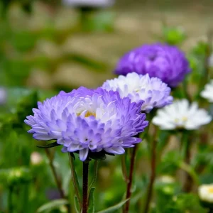 Tower Silver Aster Seeds - Peony-Type Frosted White & Lavender Flowers - 50 Seeds - Image 6