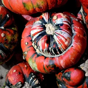 Turks Turban Pumpkin Seeds - 10 Heirloom Decorative & Edible Winter Squash - Image 4