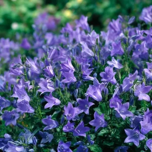Tussock Bellflower Seeds - 700 Heirloom Campanula carpatica Seeds for Gardens - Image 2