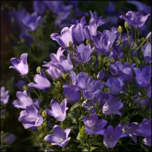 Tussock Bellflower Seeds - 700 Heirloom Campanula carpatica Seeds for Gardens - Image 3
