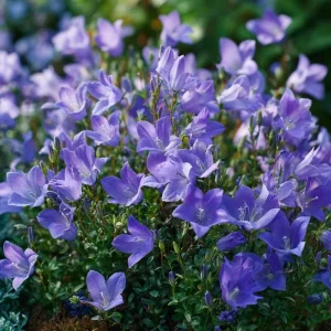 Tussock Bellflower Seeds - 700 Heirloom Campanula carpatica Seeds for Gardens - Image 4
