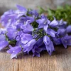Tussock Bellflower Seeds - 700 Heirloom Campanula carpatica Seeds for Gardens - Image 1