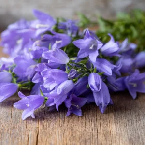Tussock Bellflower Seeds - 700 Heirloom Campanula carpatica Seeds for Gardens - Image 1