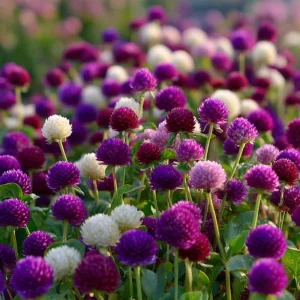 Twilight Purple Globe Amaranth Seeds - 50 Seeds, Long-Lasting Purple Blooms, Outdoor - Image 5