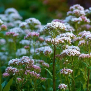 Valerian Seeds 100 Count - Heirloom Medicinal Herb for Relaxation & Sleep - Image 6