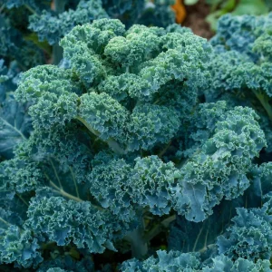 Vates Blue Curled Kale Seeds - 300 Seeds - Cold Hardy Nutritious Leafy Greens for Gardens & Salads - Image 3