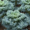 Vates Blue Curled Kale Seeds - 300 Seeds - Cold Hardy Nutritious Leafy Greens for Gardens & Salads - Image 1