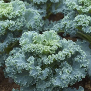 Vates Blue Curled Kale Seeds - 300 Seeds - Cold Hardy Nutritious Leafy Greens for Gardens & Salads - Image 1