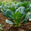Vates Collard Seeds – Heirloom Leafy Green Vegetable (200 Seeds) – Fall & Winter Garden - Image 1