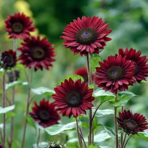 Velvet Queen Sunflower Seeds 25 Count - Heirloom Helianthus annuus for Gardens - Image 5