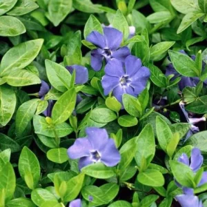 Vinca Minor Bowles Live Plants, 2-Pack, 4 Inch Pot - Evergreen Groundcover - Image 2