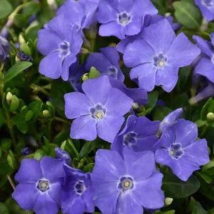 Vinca Minor Bowles Live Plants, 2-Pack, 4 Inch Pot - Evergreen Groundcover - Image 3