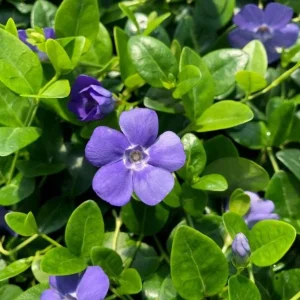 Vinca Minor Bowles Live Plants, 2-Pack, 4 Inch Pot - Evergreen Groundcover - Image 4