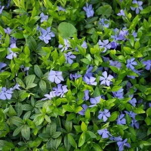 Vinca Minor Bowles Live Plants, 2-Pack, 4 Inch Pot - Evergreen Groundcover - Image 5