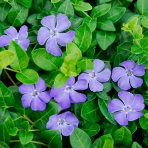 Vinca Minor Bowles Live Plants, 2-Pack, 4 Inch Pot - Evergreen Groundcover - Image 1
