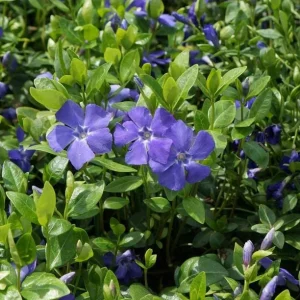 Vinca Minor Bowles Live Plants, 2-Pack, 4 Inch Pot - Evergreen Groundcover - Image 6