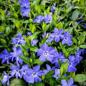Vinca Minor Bowles Live Plants, 2-Pack, 4 Inch Pot - Evergreen Groundcover - Image 7