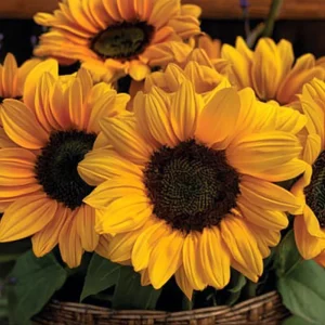 Vincent Choice F1 Sunflower Seeds - 20 Untreated Helianthus Annus Seeds - Image 4