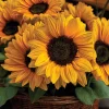 Vincent Choice F1 Sunflower Seeds - 20 Untreated Helianthus Annus Seeds - Image 1