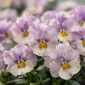 Viola Sorbet Multicolor Blooms Seeds - Yesterday Today Tomorrow - 25 Seeds - Image 4