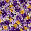 Viola Sorbet Series Mix Seeds – Multicolor Flowers – 25 Seeds – Outdoor - Image 1