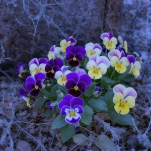 Viola Sorbet Series Mix Seeds – Multicolor Flowers – 25 Seeds – Outdoor - Image 5