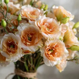 Voyage 2 Champagne Lisianthus Seeds - Soft Apricot Eustoma Grandiflorum - 25 Seeds - Image 1