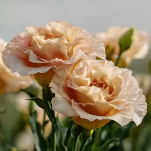 Voyage 2 Champagne Lisianthus Seeds - Soft Apricot Eustoma Grandiflorum - 25 Seeds - Image 4