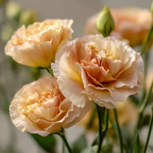 Voyage 2 Champagne Lisianthus Seeds - Soft Apricot Eustoma Grandiflorum - 25 Seeds - Image 5