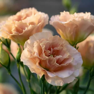 Voyage 2 Champagne Lisianthus Seeds - Soft Apricot Eustoma Grandiflorum - 25 Seeds - Image 6