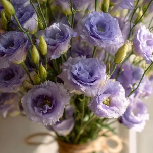 Voyage 2 Lavender Lisianthus Seeds - Pale Eustoma Grandiflorum - 25 Seed Pack - Outdoor Flower - Image 3