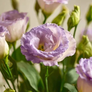 Voyage 2 Lavender Lisianthus Seeds - Pale Eustoma Grandiflorum - 25 Seed Pack - Outdoor Flower - Image 4