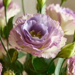 Voyage 2 Lavender Lisianthus Seeds - Pale Eustoma Grandiflorum - 25 Seed Pack - Outdoor Flower - Image 5