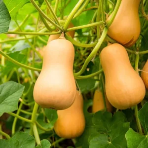 Waltham Butternut Squash Seeds - 25 Seeds - Sweet Winter Squash - Image 2