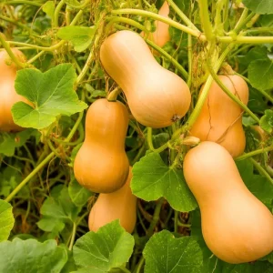 Waltham Butternut Squash Seeds - 25 Seeds - Sweet Winter Squash - Image 5