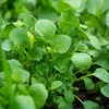 Watercress Seeds – Nasturtium officinale – 200 Seed Pack – Fast-Growing Aquatic Herb - Image 1