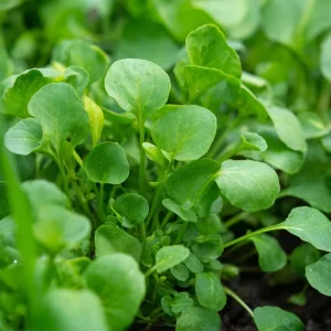 Watercress Seeds – Nasturtium officinale – 200 Seed Pack – Fast-Growing Aquatic Herb - Image 1