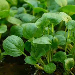Watercress Seeds – Nasturtium officinale – 200 Seed Pack – Fast-Growing Aquatic Herb - Image 2