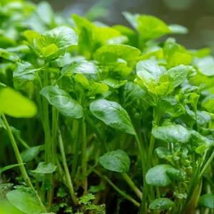 Watercress Seeds – Nasturtium officinale – 200 Seed Pack – Fast-Growing Aquatic Herb - Image 3