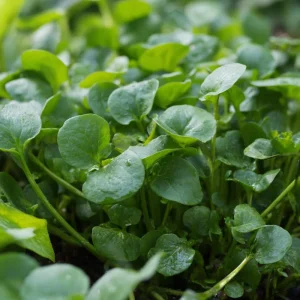 Watercress Seeds – Nasturtium officinale – 200 Seed Pack – Fast-Growing Aquatic Herb - Image 4