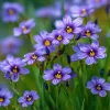 Western Blue Eyed Grass Seeds - Sisyrinchium bellum - 100 Seeds Perennial Wildflower - Image 1