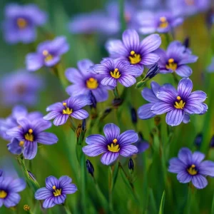 Western Blue Eyed Grass Seeds - Sisyrinchium bellum - 100 Seeds Perennial Wildflower - Image 1