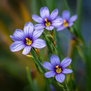Western Blue Eyed Grass Seeds - Sisyrinchium bellum - 100 Seeds Perennial Wildflower - Image 2